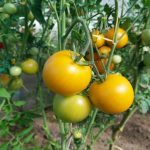 Gnojilo iz kopriv: naravni grm za neverjeten pridelek paradižnika gnojilo-iz-kopriv-naravni-grm-za-neverjeten-pridelek-paradiznika.jpg