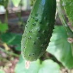 Kaj se zgodi, če kumare zalijete s krušno infuzijo: razcvet kvasa za zeleno maso kaj-se-zgodi-ce-kumare-zalijete-s-krusno-infuzijo-razcvet.jpg