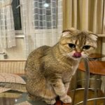 Kaj se zgodi, če se mačka z nogo dotakne vode: starodavna šifra, ki se jo šele učimo brati kaj-se-zgodi-ce-se-macka-z-nogo-dotakne-vode.jpg