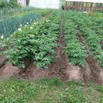 Kako navaden plevel postane najboljši zdravnik za posteljo: nepričakovani pomočniki pod nogami kako-navaden-plevel-postane-najboljsi-zdravnik-za-posteljo-nepricakovani-pomocniki.jpg