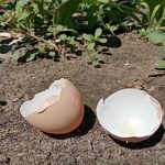 Kako navadne jajčne lupine goljufajo zemljo: počasna resnica o kalciju kako-navadne-jajcne-lupine-goljufajo-zemljo-pocasna-resnica-o-kalciju.jpg