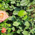 Kako poskrbeti za bujno cvetenje vrtnic: skrivnosti, ki vam jih vrtni centri ne povedo kako-poskrbeti-za-bujno-cvetenje-vrtnic-skrivnosti-ki-vam-jih.jpg