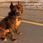 Pasji rep kot sredstvo komunikacije: kaj se skriva za znano gesto pasji-rep-kot-sredstvo-komunikacije-kaj-se-skriva-za-znano.jpg