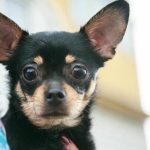 Razočaranje v lepem ovitku: kako izbira pasme na podlagi fotografij privede do težav razocaranje-v-lepem-ovitku-kako-izbira-pasme-na-podlagi-fotografij.jpg