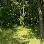 Zakaj je peščica prsti iz gozda dragocenejša od vrečke gnojila: skrivnostno življenje talne flore in favne: sprememba naslovnice, ne da bi spremenili pomen zakaj-je-pescica-prsti-iz-gozda-dragocenejsa-od-vrecke-gnojila.jpg