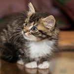 Zakaj je suha hrana več kot le peleti: skriti ekosistem v skledi vašega plenilca zakaj-je-suha-hrana-vec-kot-le-peleti-skriti-ekosistem.jpg