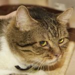 Zakaj mačka nenadoma skoči in pobegne neznano kam: sprožilci za notranjega lovca zakaj-macka-nenadoma-skoci-in-pobegne-neznano-kam-sprozilci-za.jpg