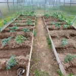 Zakaj postelja ne sme biti prazna niti en dan: umetnost neprekinjenega spravila pridelka zakaj-postelja-ne-sme-biti-prazna-niti-en-dan-umetnost.jpg