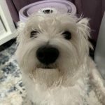 Zakaj psi kopljejo namišljene luknje v parketu: instinkt, ki na novo piše resničnost zakaj-psi-kopljejo-namisljene-luknje-v-parketu-instinkt-ki-na.jpg