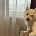 Zakaj psi zavijajo ob sirenah: skrivnost akustične resonance zakaj-psi-zavijajo-ob-sirenah-skrivnost-akusticne-resonance.jpg