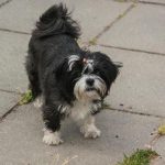 Zakaj se ljudje pogovarjajo z živalmi: globlji pomen enosmernega dialoga zakaj-se-ljudje-pogovarjajo-z-zivalmi-globlji-pomen-enosmernega-dialoga.jpg