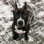 Zakaj si pes liže obraz: sporazumevanje v jeziku starodavnih obredov zakaj-si-pes-lize-obraz-sporazumevanje-v-jeziku-starodavnih-obredov.jpg