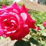 Zakaj vaše vrtnice ne cvetijo, ampak rastejo le listi: skrivnost, ki jo skrivajo drevesnice zakaj-vase-vrtnice-ne-cvetijo-ampak-rastejo-le-listi-skrivnost.jpg