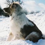 Zakaj zimski sprehod s psom ni podvig, temveč umetnost: igranje na robu udobja in tveganja zakaj-zimski-sprehod-s-psom-ni-podvig-temvec-umetnost-igranje.jpg