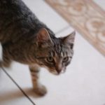 Kako najti bolezen duha: zakaj veterinarji leta zdravijo neobstoječe okužbe kako-najti-bolezen-duha-zakaj-veterinarji-leta-zdravijo-neobstojece-okuzbe.jpg