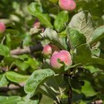 Kako poskrbeti, da bo stara jablana spet obrodila sadje kako-poskrbeti-da-bo-stara-jablana-spet-obrodila-sadje.jpg