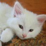 Zakaj mora mačka vso noč kričati po ljubezni: hormonska nevihta, ki ji pravimo vročina zakaj-mora-macka-vso-noc-kricati-po-ljubezni-hormonska-nevihta.jpg